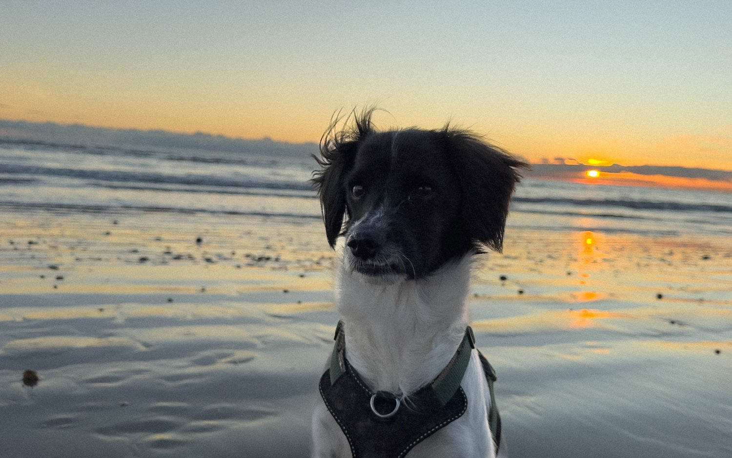 Artie, who is a black and white dog, wearing a dark harness sitting on a wet sandy beach at sunset, with ocean waves and a glowing orange sun in the background.